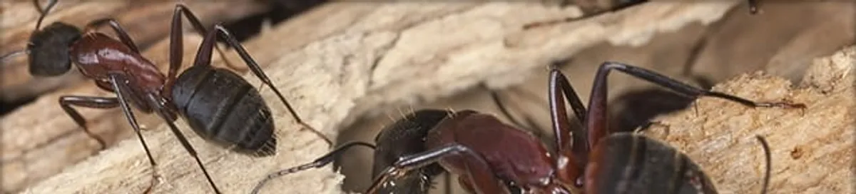 Close-up of ants on wood showing an active ant infestation in Ann Arbor, MI