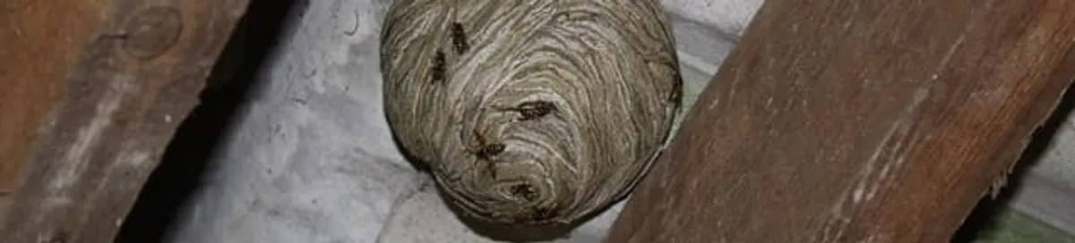 Wasp nest in an attic space, a common home infestation risk in Ann Arbor, MI