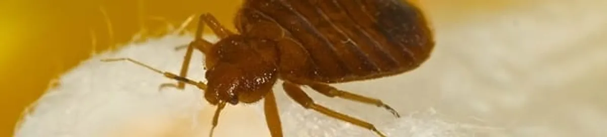 Close-up of a bed bug, a sign of an active infestation in Ann Arbor, MI