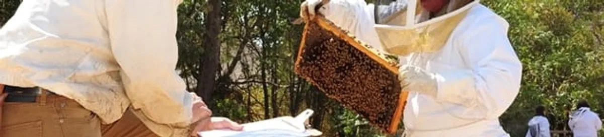 Bee removal specialists relocating a hive and honeycomb safely in Ann Arbor, MI