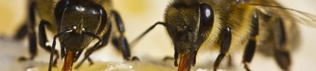 Close-up of honey bees, a sign of a nearby hive in Ann Arbor, MI