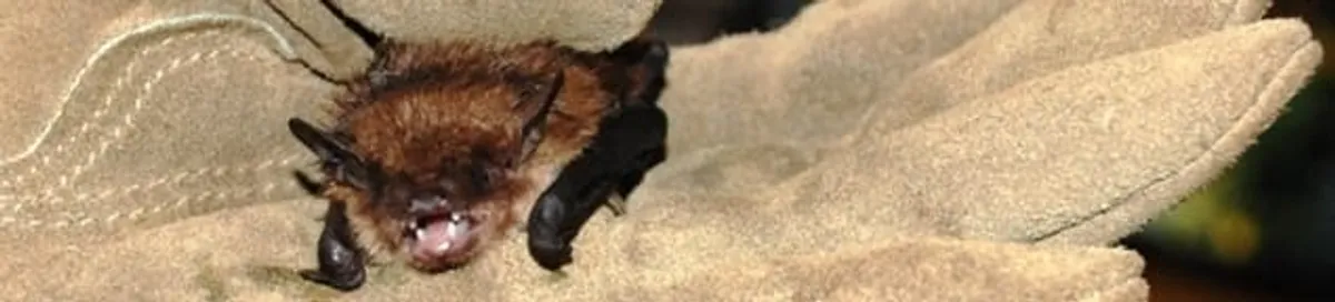 Bat removal specialist holding a bat safely during humane exclusion in Ann Arbor, MI