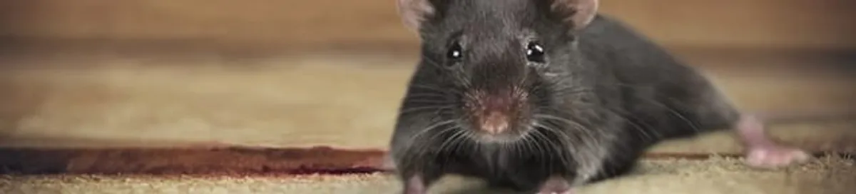 Mouse indoors, a common sign of a rodent infestation in Ann Arbor, MI