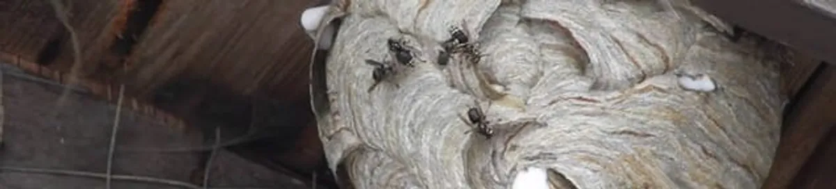 Close-up of a wasp nest with active wasps, a sign of an infestation in Ann Arbor, MI
